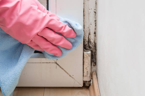 Best Insurance-Related Mold Remediation in Cudahy, WI